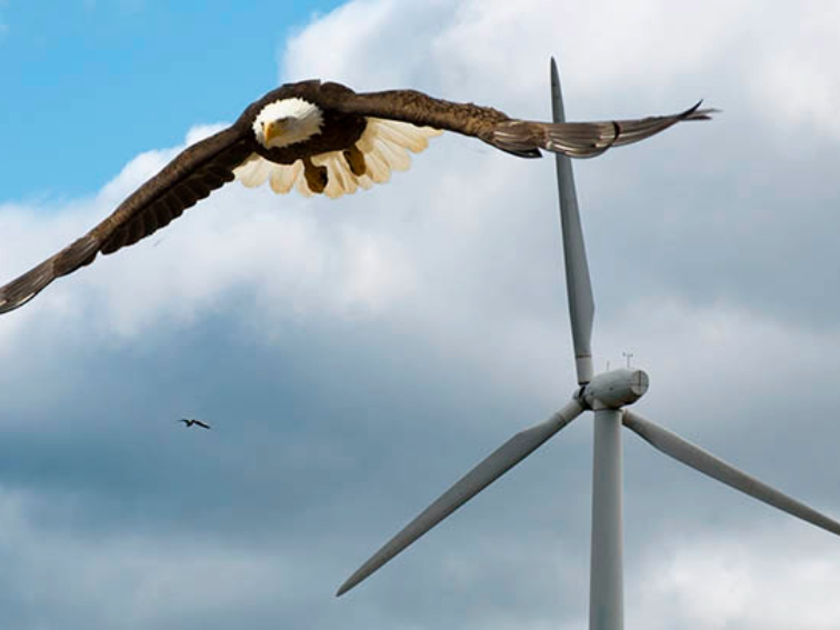 Кои групи птици и бозайници избягват вятърните турбини